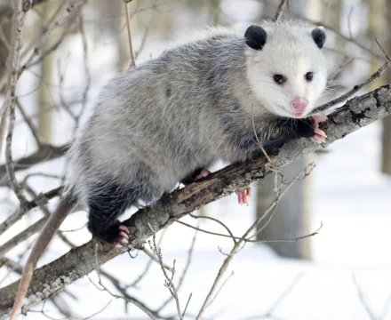 Animal opossum HD Desktop Wallpaper | Background Image