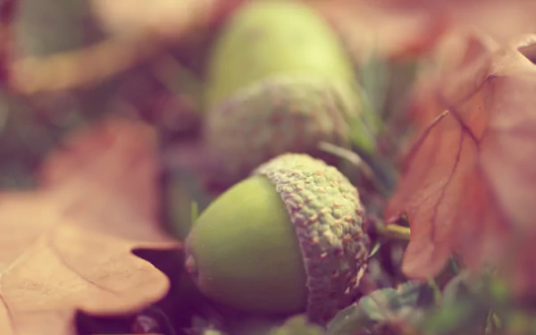 Acorns and autumn oak leaves
