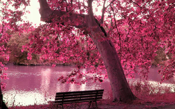 A serene HD desktop wallpaper featuring a bench under a pink-bloomed tree by a peaceful river. The pink hues and natural setting create a calming atmosphere.