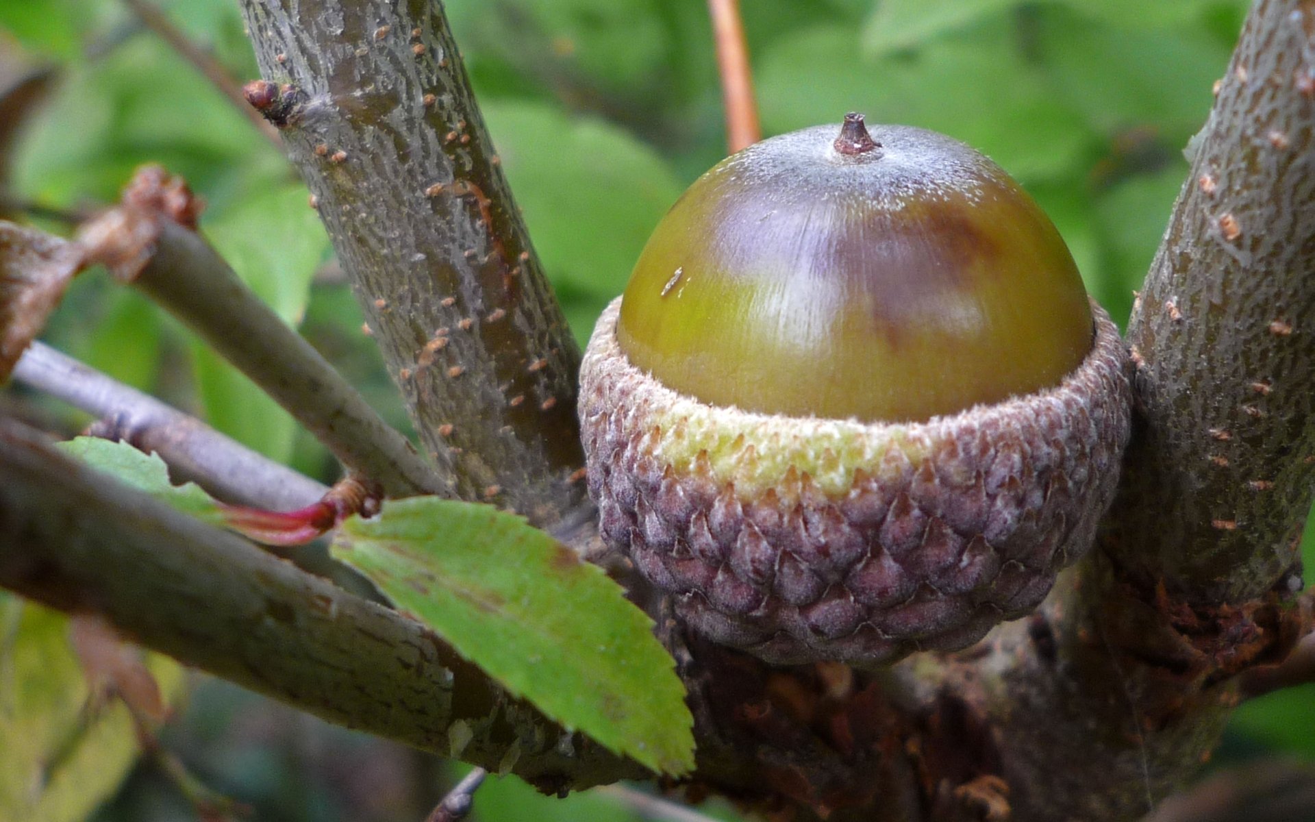 Acorn HD Обои | Фон | 1920x1200 | ID:475622 - Wallpaper Abyss