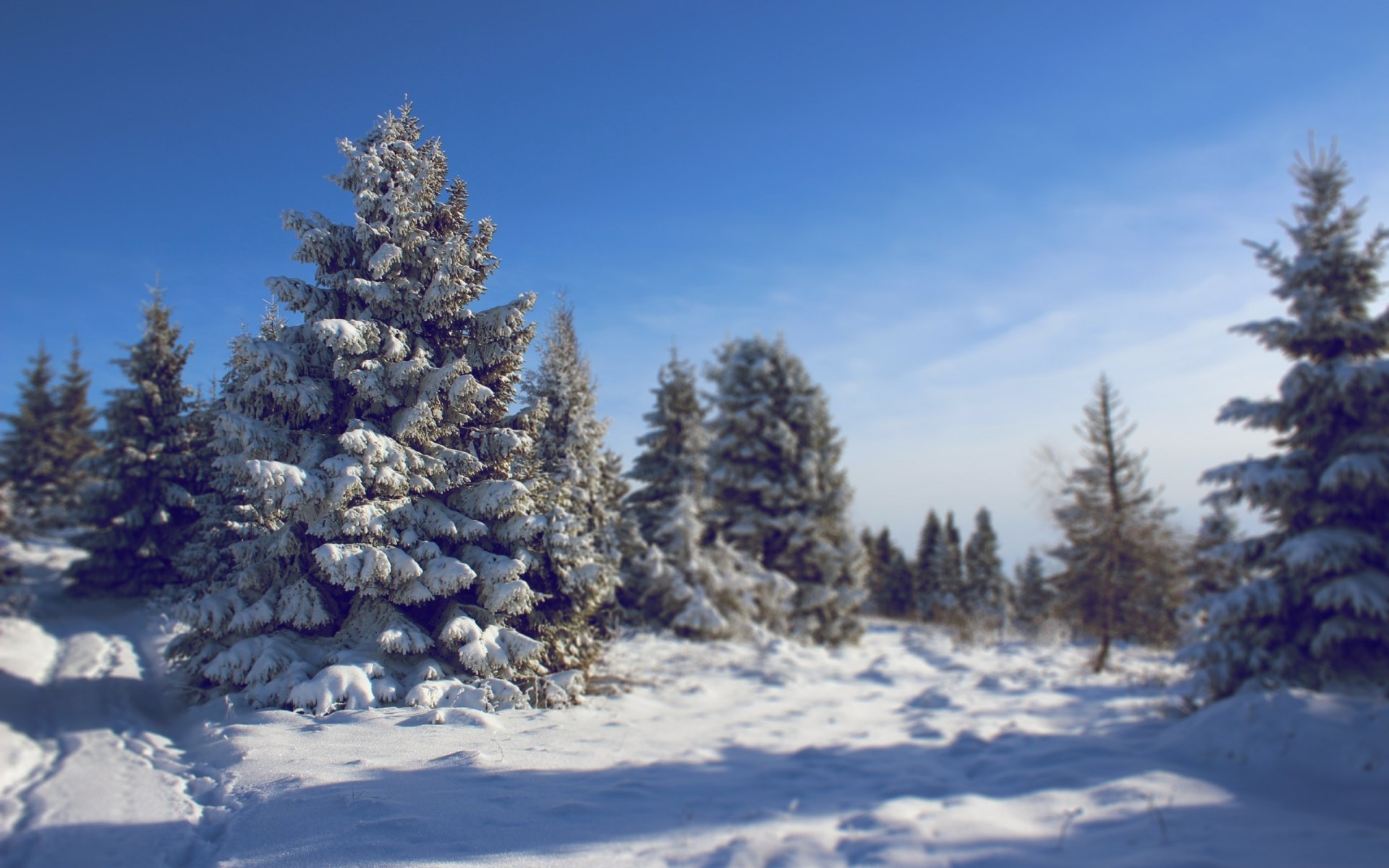 Nature Winter HD Wallpaper