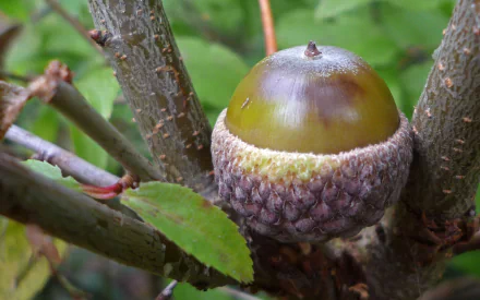 nature acorn HD Desktop Wallpaper | Background Image