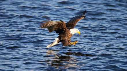 A bald eagle hovers over a rippling blue lake, captured in HD quality. This majestic bird of prey is set against the water and features as a striking desktop wallpaper and background.