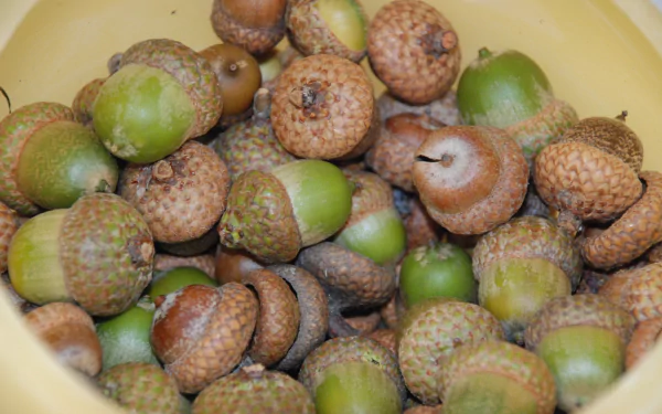 nature acorn HD Desktop Wallpaper | Background Image