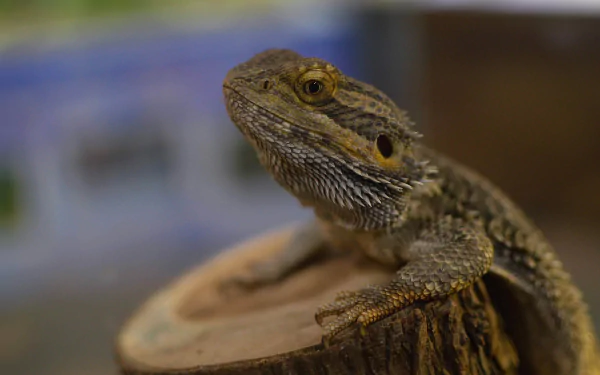 lizard Animal Bearded Dragon HD Desktop Wallpaper | Background Image
