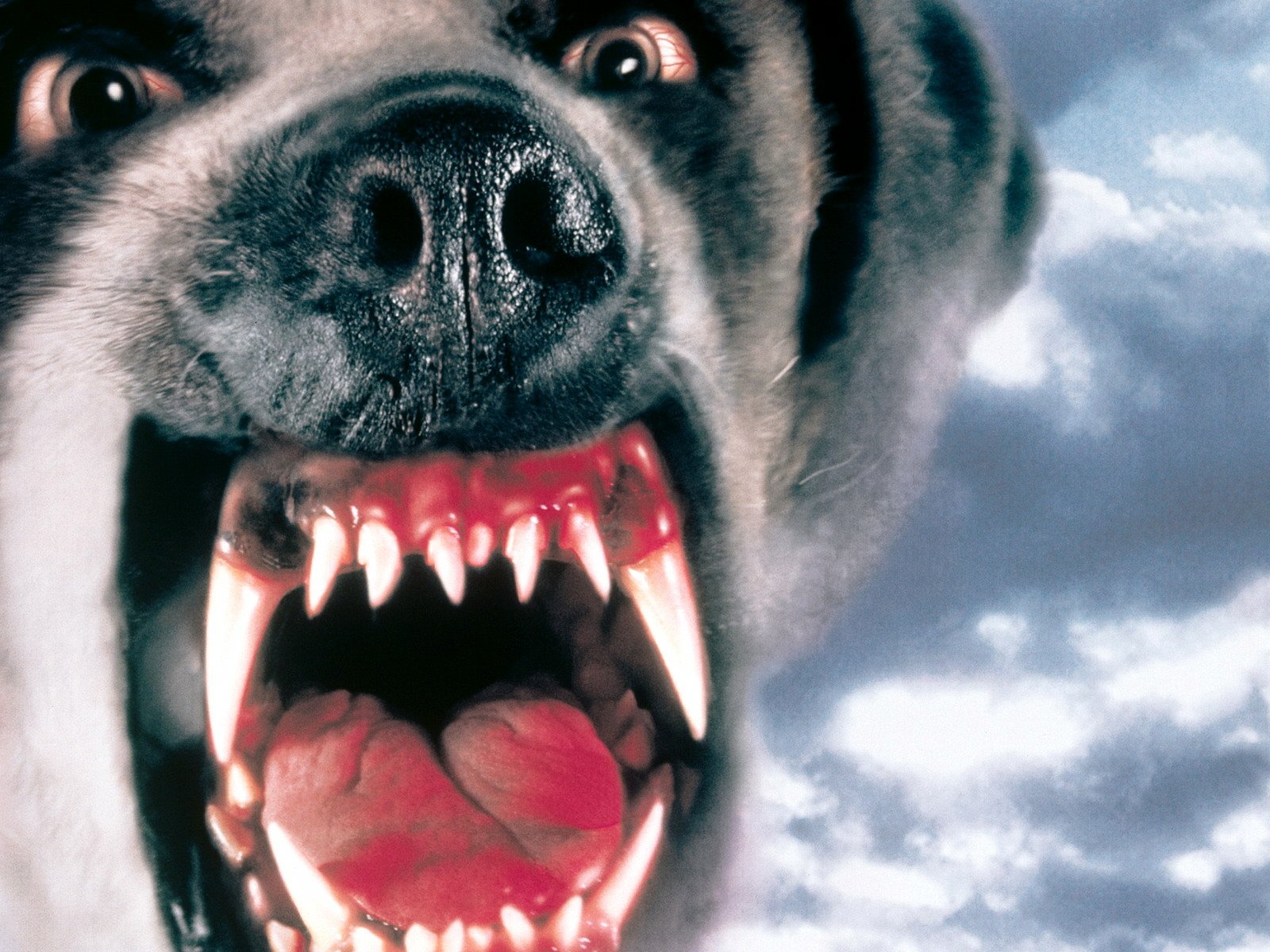 Cujo Wallpaper and Background Image 1600x1200.