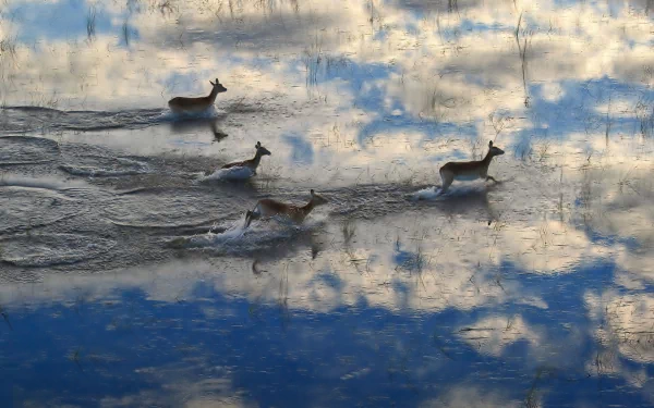 A stunning HD wallpaper depicting deer gracefully wading through water, surrounded by reflective clouds, creating a serene and picturesque scene.