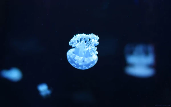 Animal jellyfish HD Desktop Wallpaper | Background Image