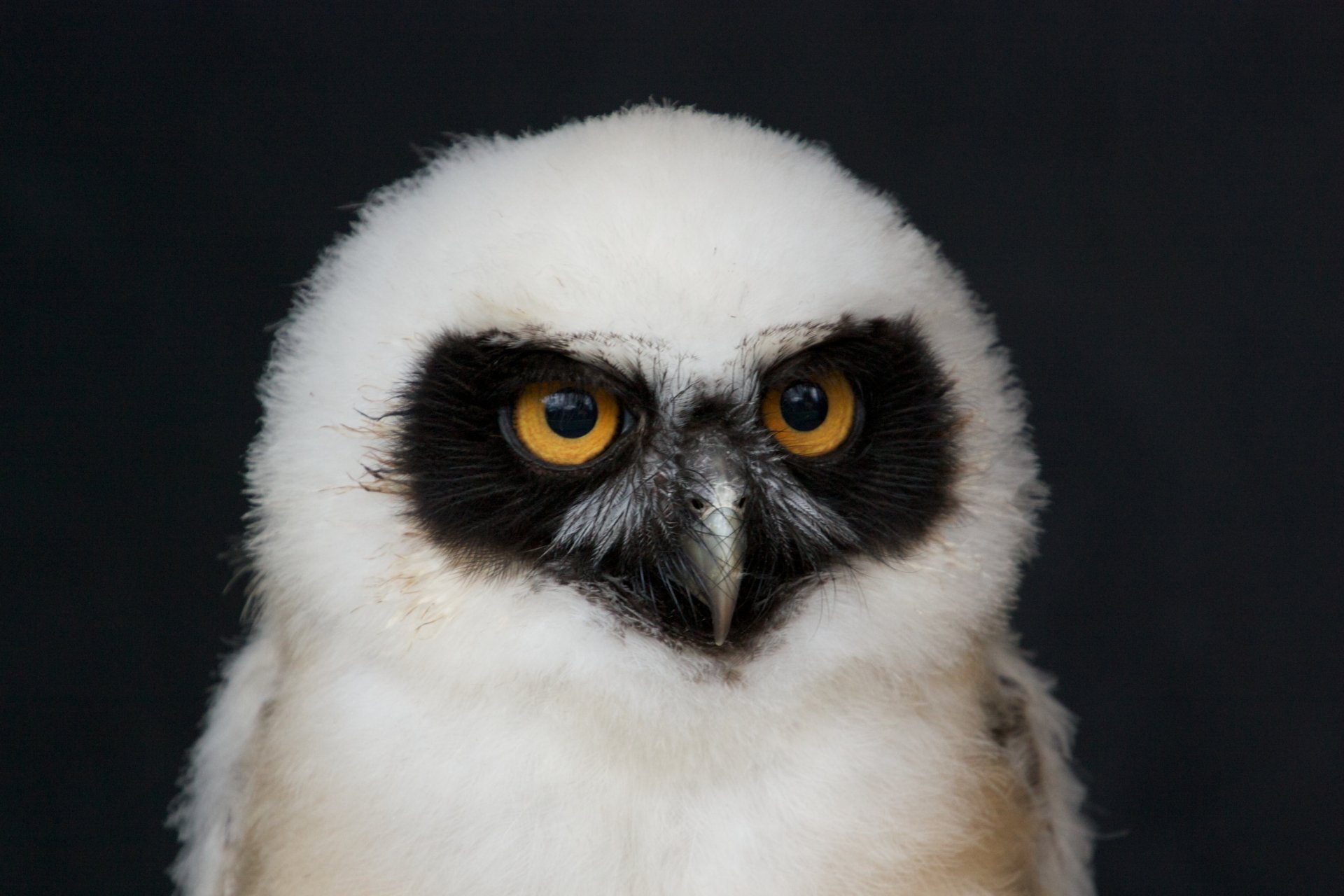HD desktop wallpaper featuring a close-up of a young spectacled owl with striking yellow eyes and soft white feathers against a dark background.