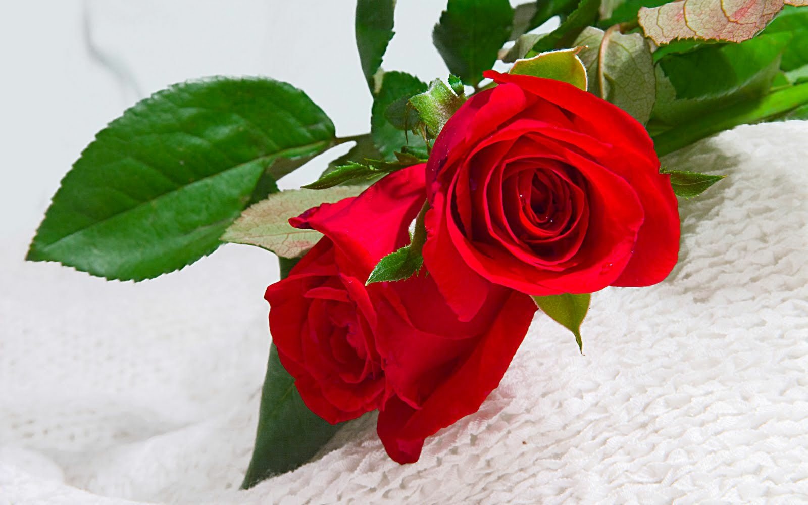 Download Nature Rose Wallpaper