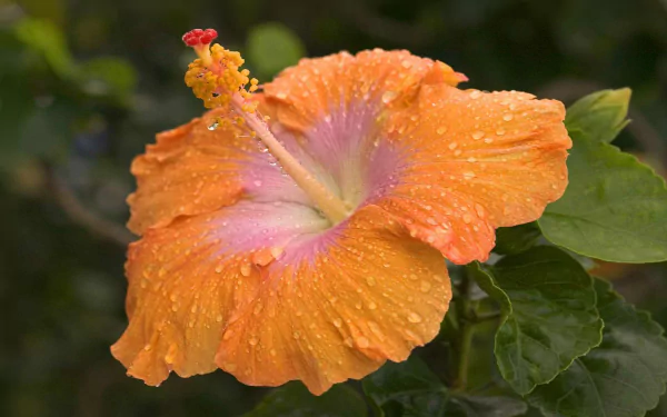 A vibrant orange hibiscus flower with dew drops, set against lush green leaves, captured in high definition as a nature-themed PC desktop wallpaper.