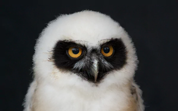 HD desktop wallpaper featuring a close-up of a young spectacled owl with striking yellow eyes and soft white feathers against a dark background.