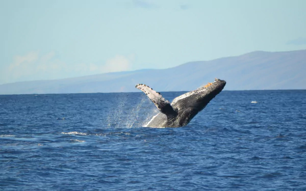 4K Ultra HD PC desktop wallpaper: humpback whale breaching from deep blue ocean with distant island and clear sky in the background.