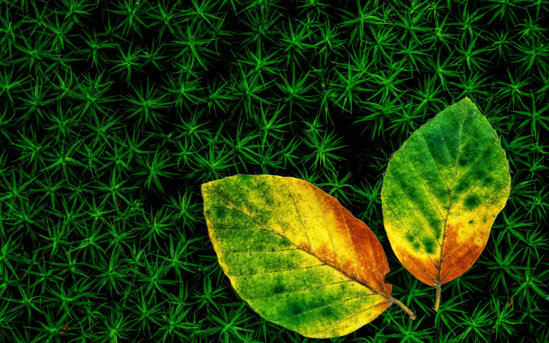 Leaf HD Wallpaper | Background Image | 1920x1200 | ID:479388