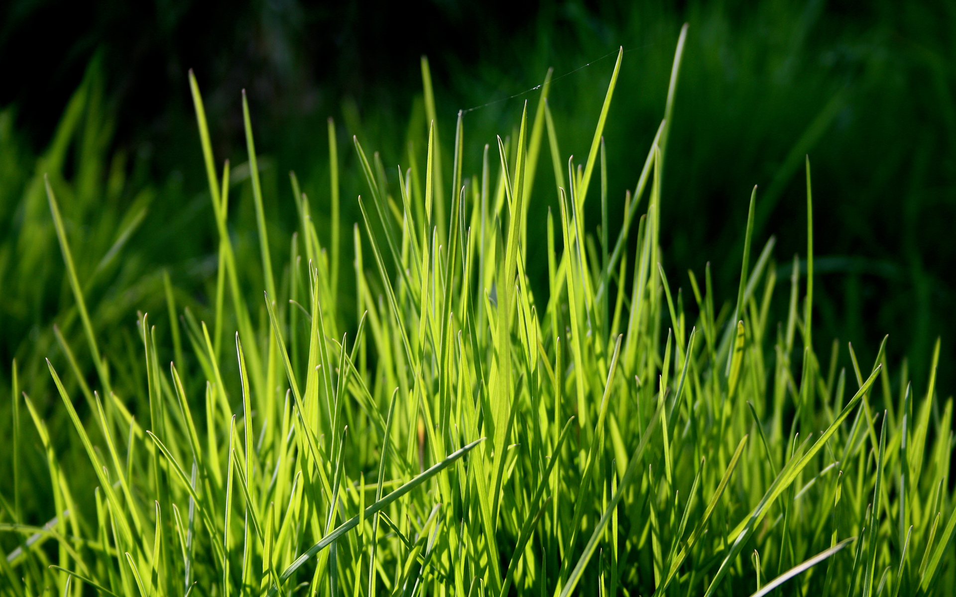 Download Nature Grass HD Wallpaper