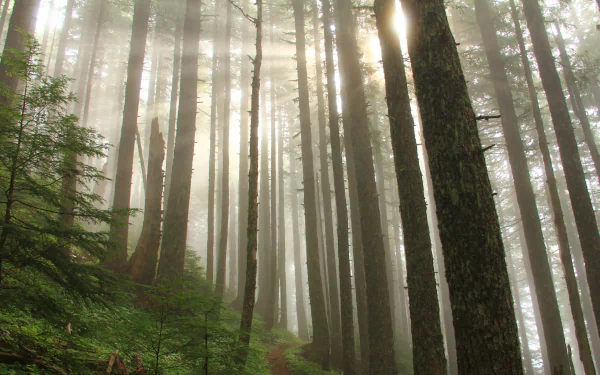 4K Ultra HD PC wallpaper featuring sunbeams streaming through a dense forest of tall trees, surrounded by lush greenery and misty atmosphere.