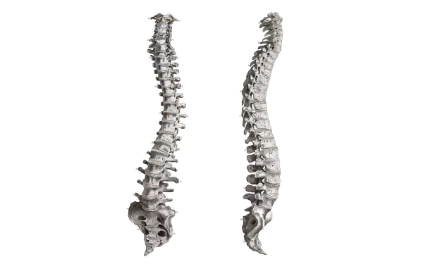 artistic anatomy HD Desktop Wallpaper | Background Image