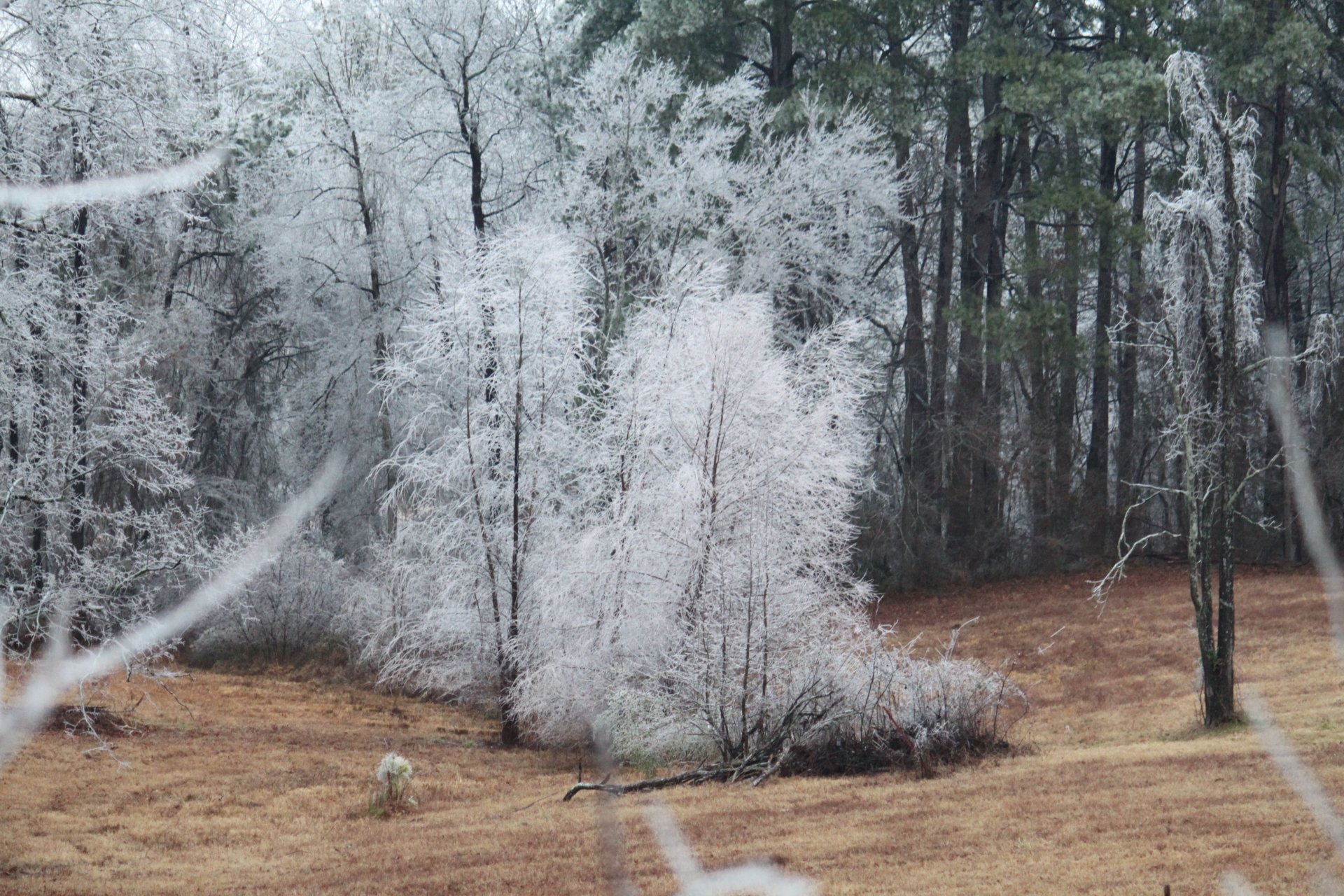 HD PC desktop wallpaper showcasing a winter nature scene with frosted trees against a muted brown meadow and evergreen forest backdrop.