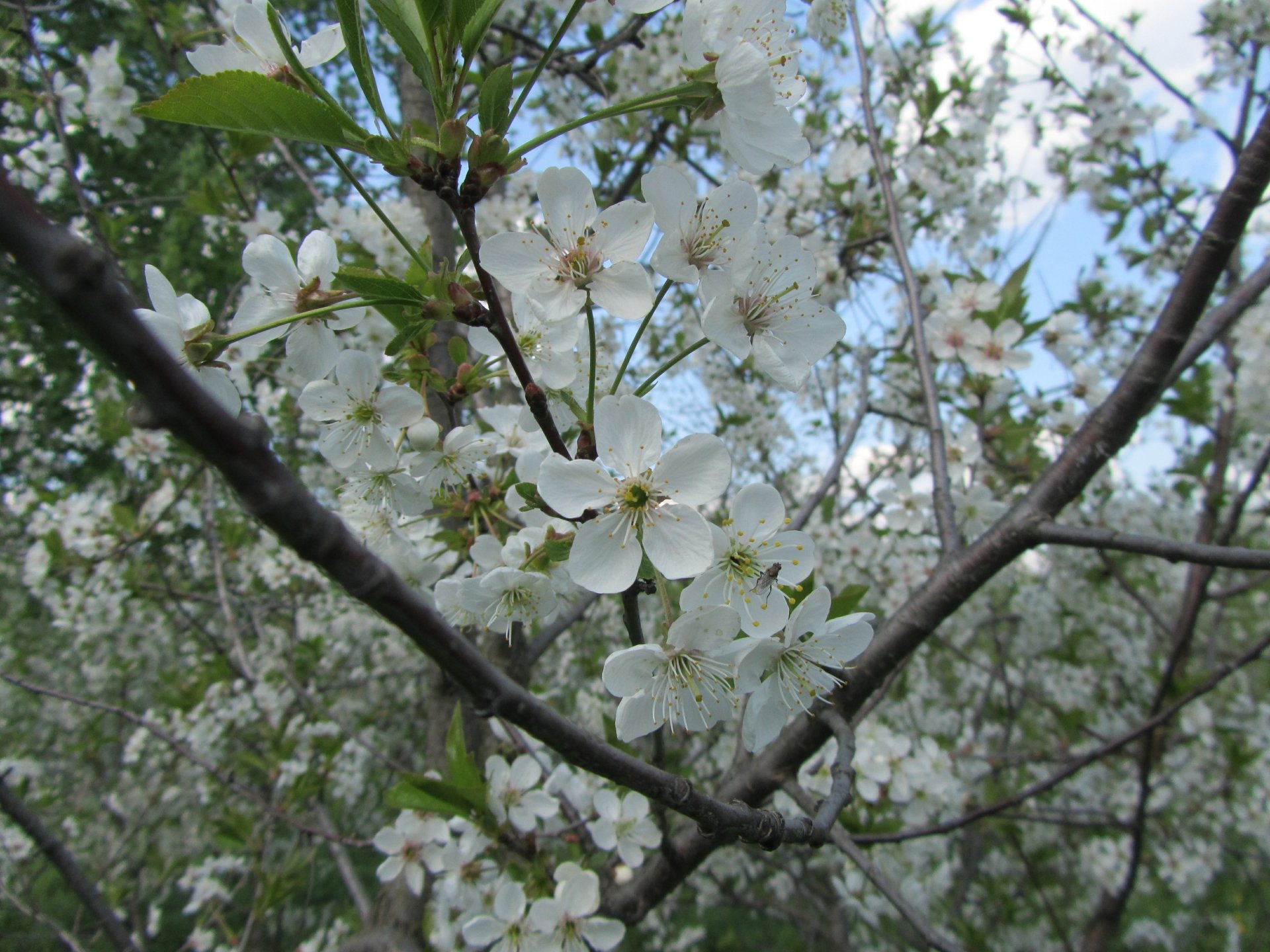Close-up of white blossoms on tree branches against a soft sky — nature 4K Ultra HD PC desktop wallpaper and background.