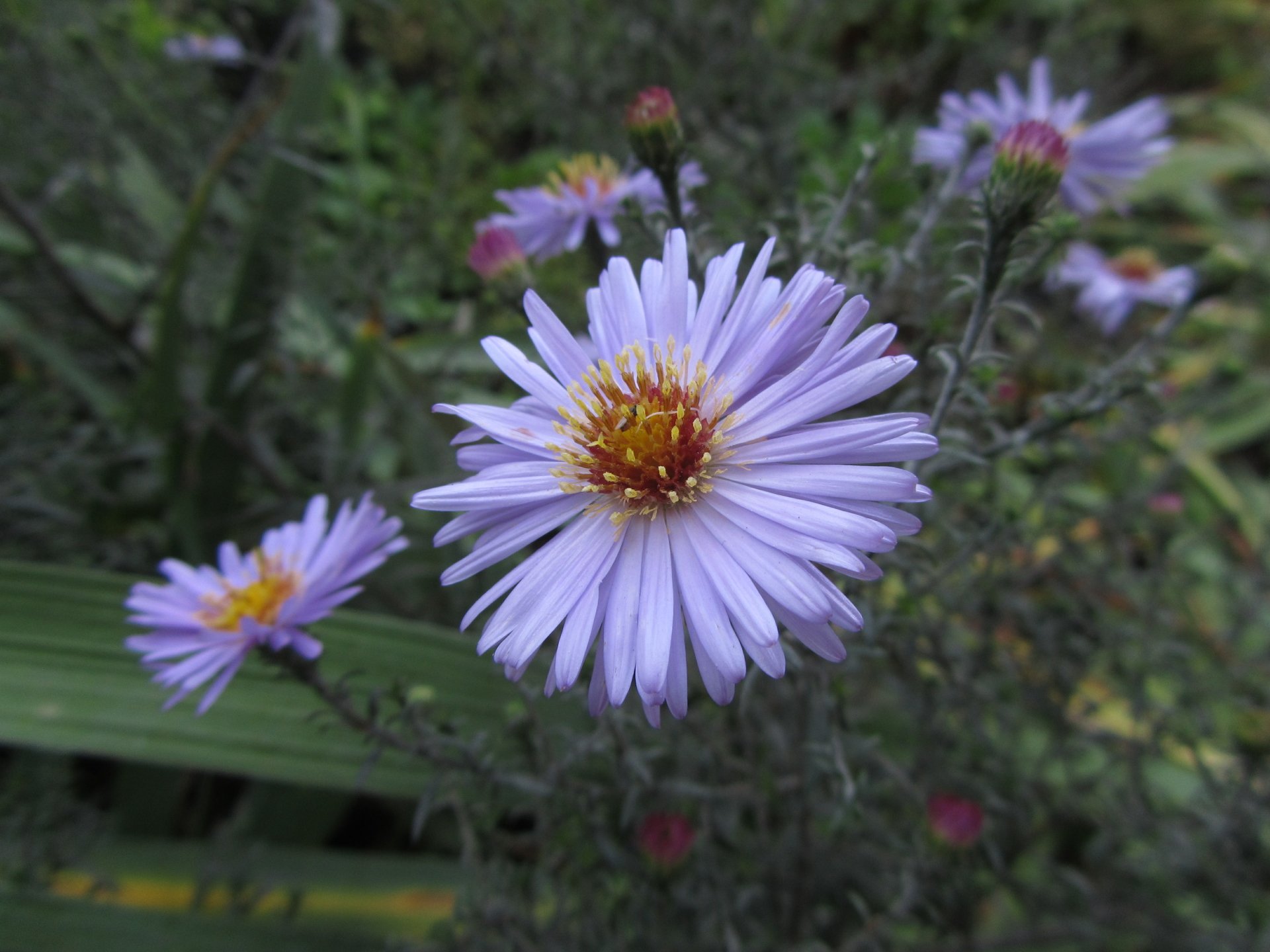 Download Nature Flower 4k Ultra HD Wallpaper by Vergilius