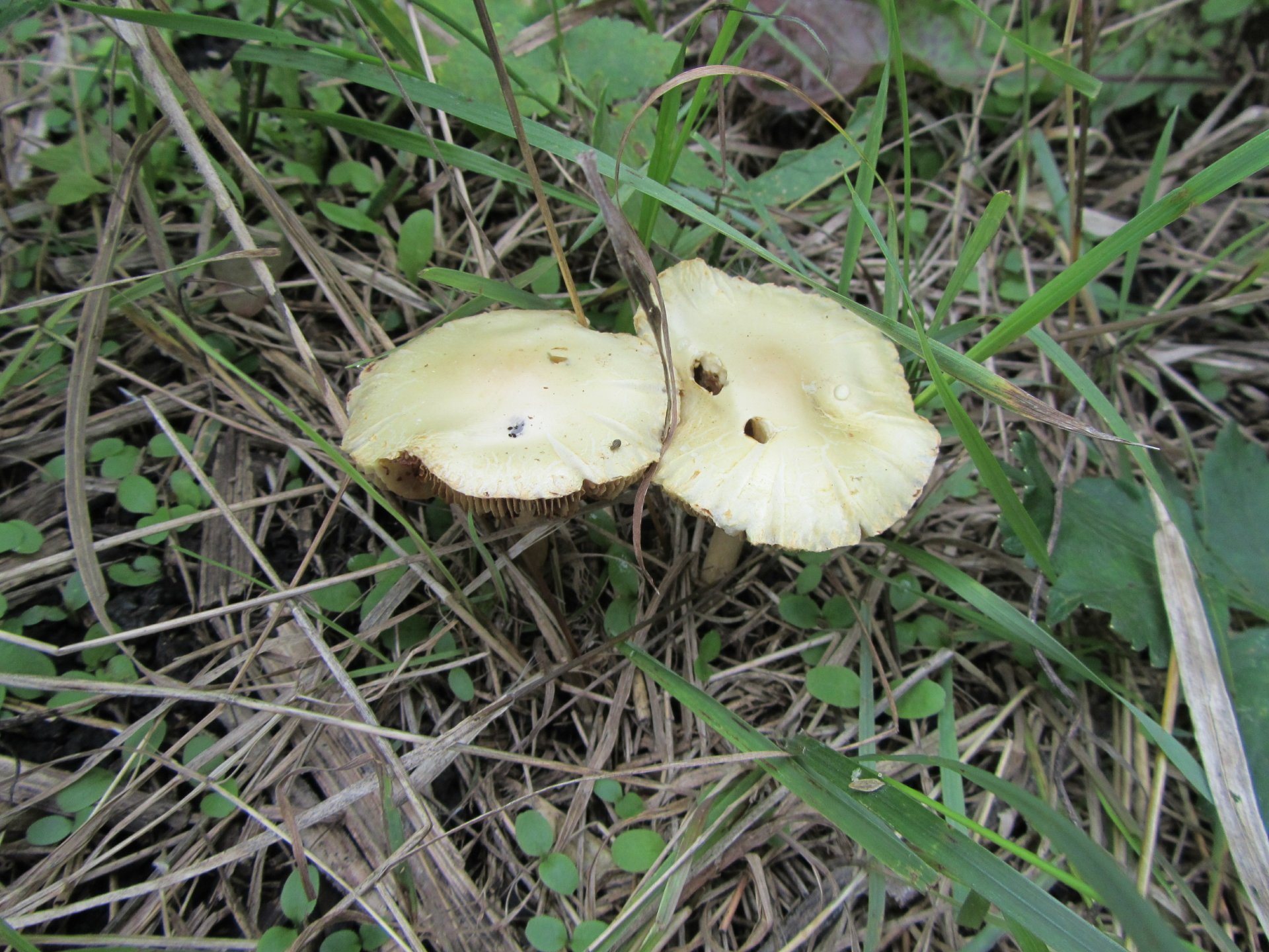 Download Nature Mushroom 4k Ultra HD Wallpaper by Vergilius