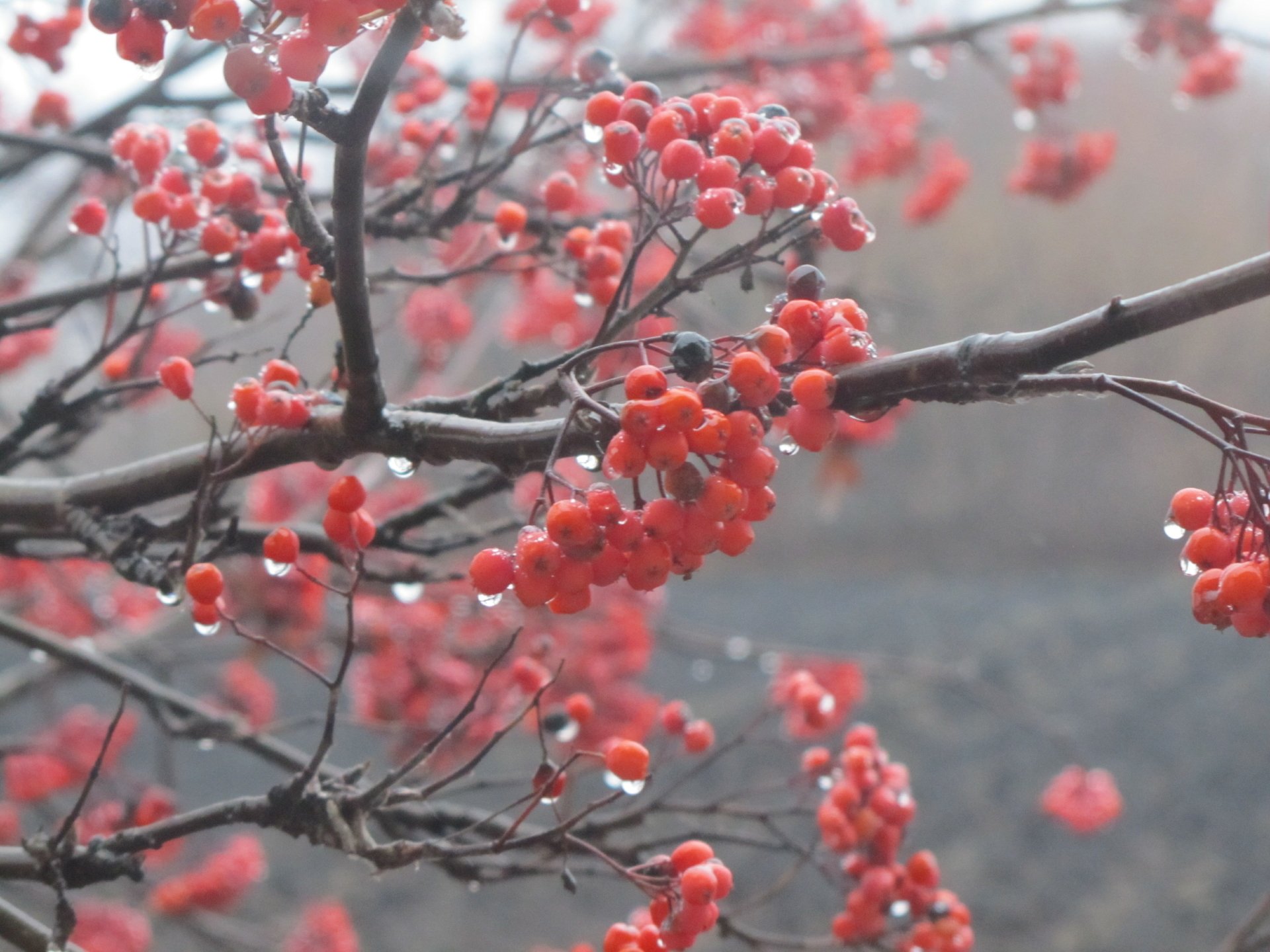 Download Nature Rowan 4k Ultra HD Wallpaper by Vergilius