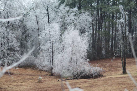 HD PC desktop wallpaper showcasing a winter nature scene with frosted trees against a muted brown meadow and evergreen forest backdrop.