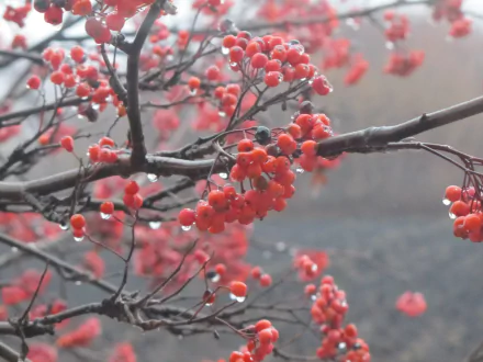 nature rowan HD Desktop Wallpaper | Background Image