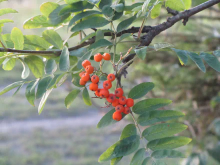 nature rowan HD Desktop Wallpaper | Background Image