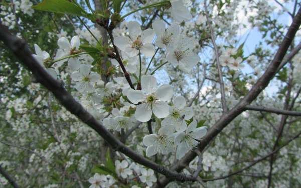 Close-up of white blossoms on tree branches against a soft sky — nature 4K Ultra HD PC desktop wallpaper and background.