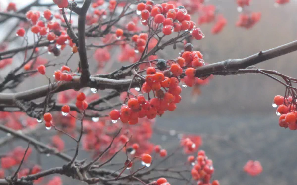 nature rowan HD Desktop Wallpaper | Background Image