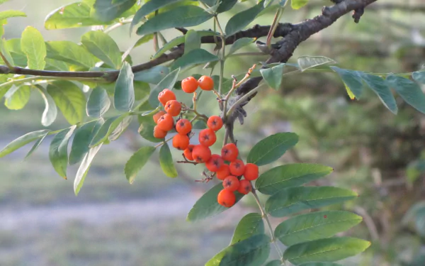 nature rowan HD Desktop Wallpaper | Background Image