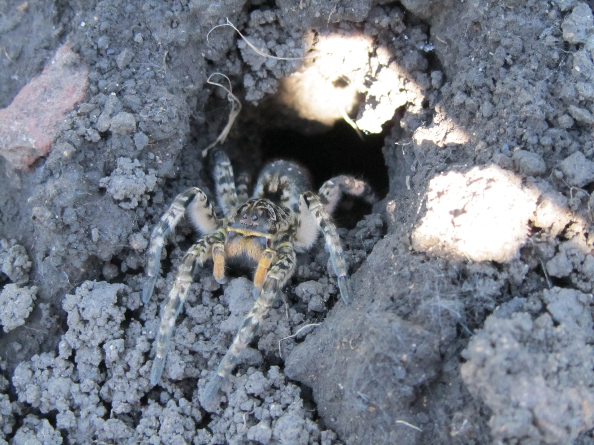 Download Animal Spider 4k Ultra HD Wallpaper by Vergilius
