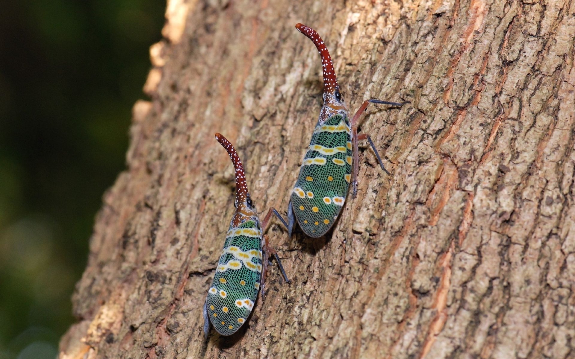 Download Animal Lantern Fly HD Wallpaper