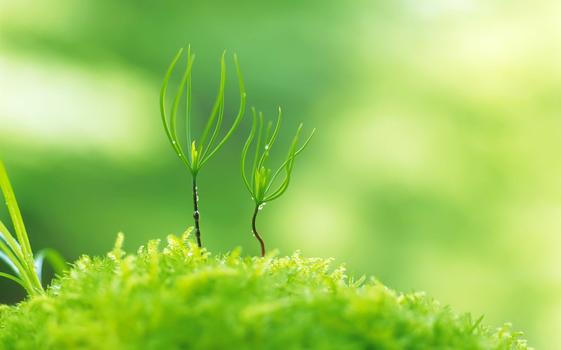 Download Nature Grass HD Wallpaper
