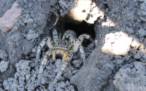 Animal spider HD Desktop Wallpaper | Background Image