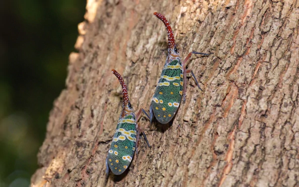 Animal lantern fly HD Desktop Wallpaper | Background Image