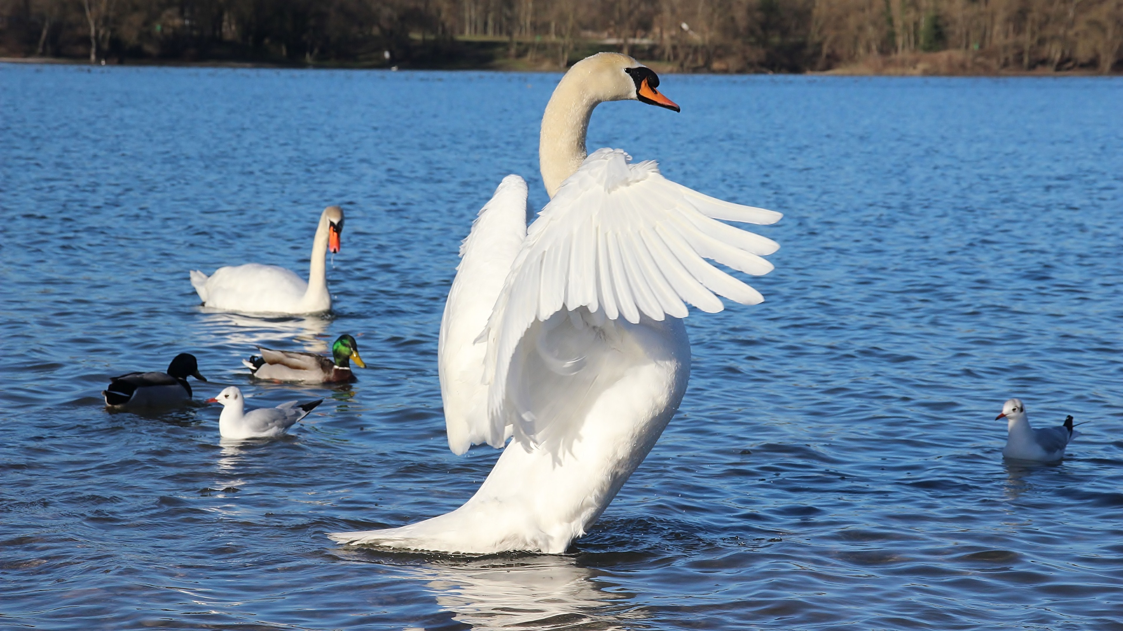 Mute swan 4k Ultra HD Wallpaper | Background Image | 3840x2160 | ID