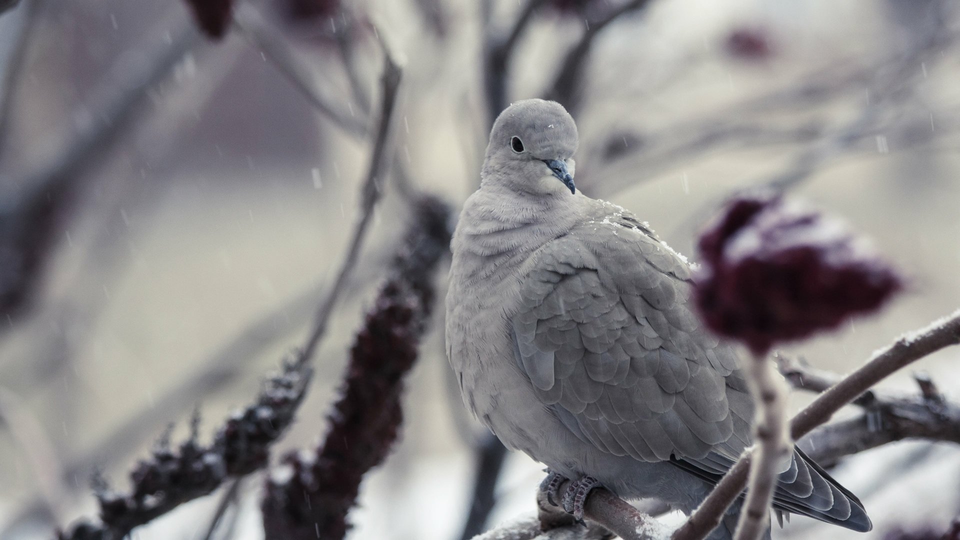 Dove 4k Ultra HD Wallpaper | Background Image | 3840x2160 ...