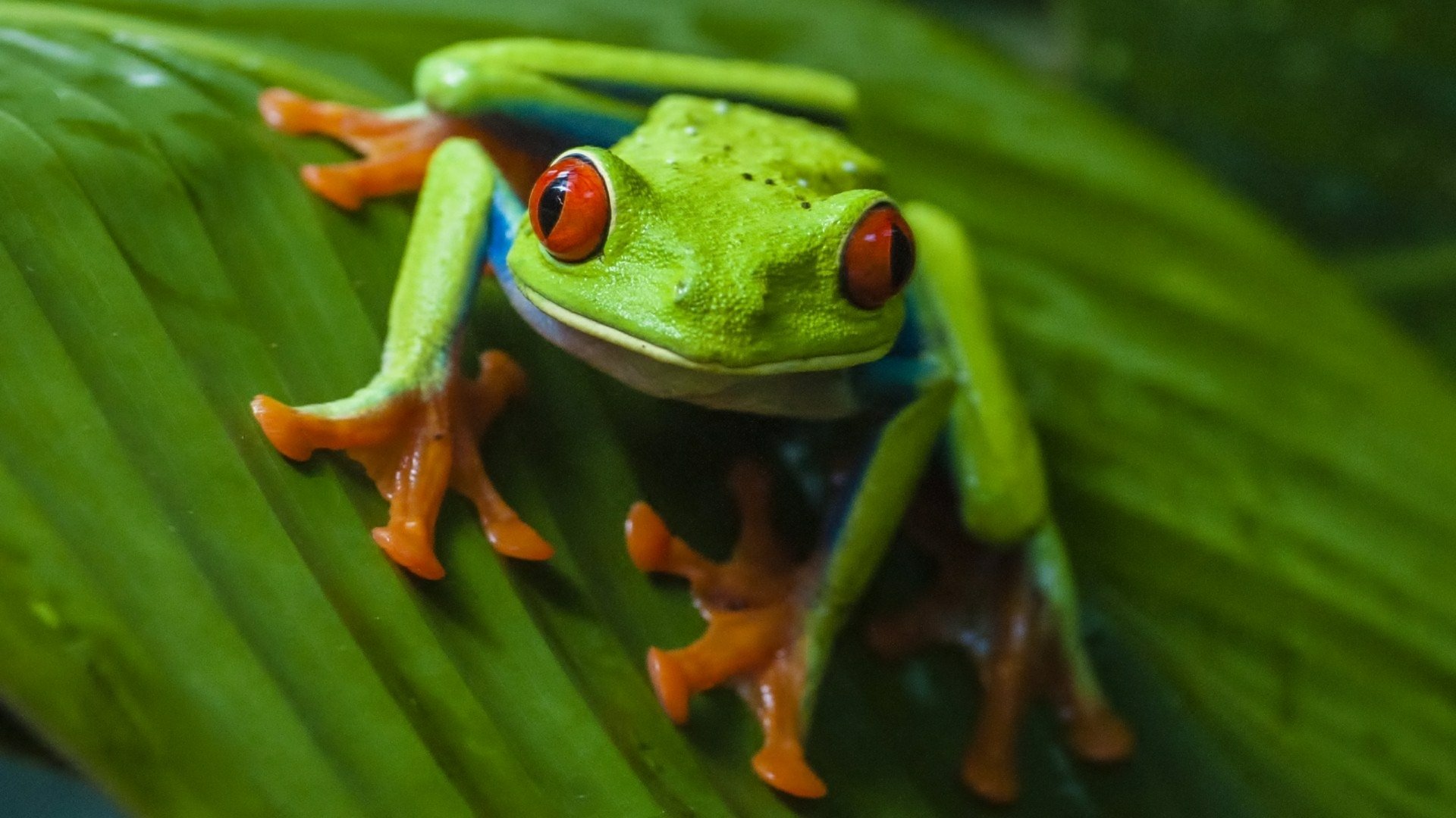 Red Eye Tree Frog Full Hd Wallpaper And Background X Id