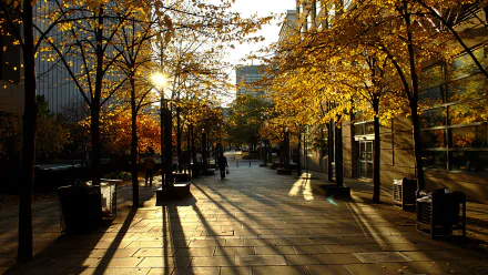 Sunlit autumn street in Toronto, Canada, with golden leaves and long shadows. The image showcases modern buildings and the serene beauty of the city, captured in HD as a desktop wallpaper and background.