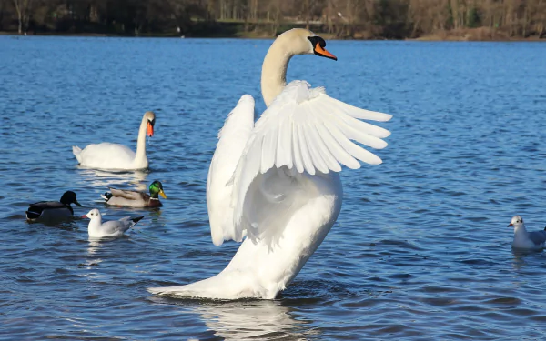 swan bird Animal mute swan HD Desktop Wallpaper | Background Image