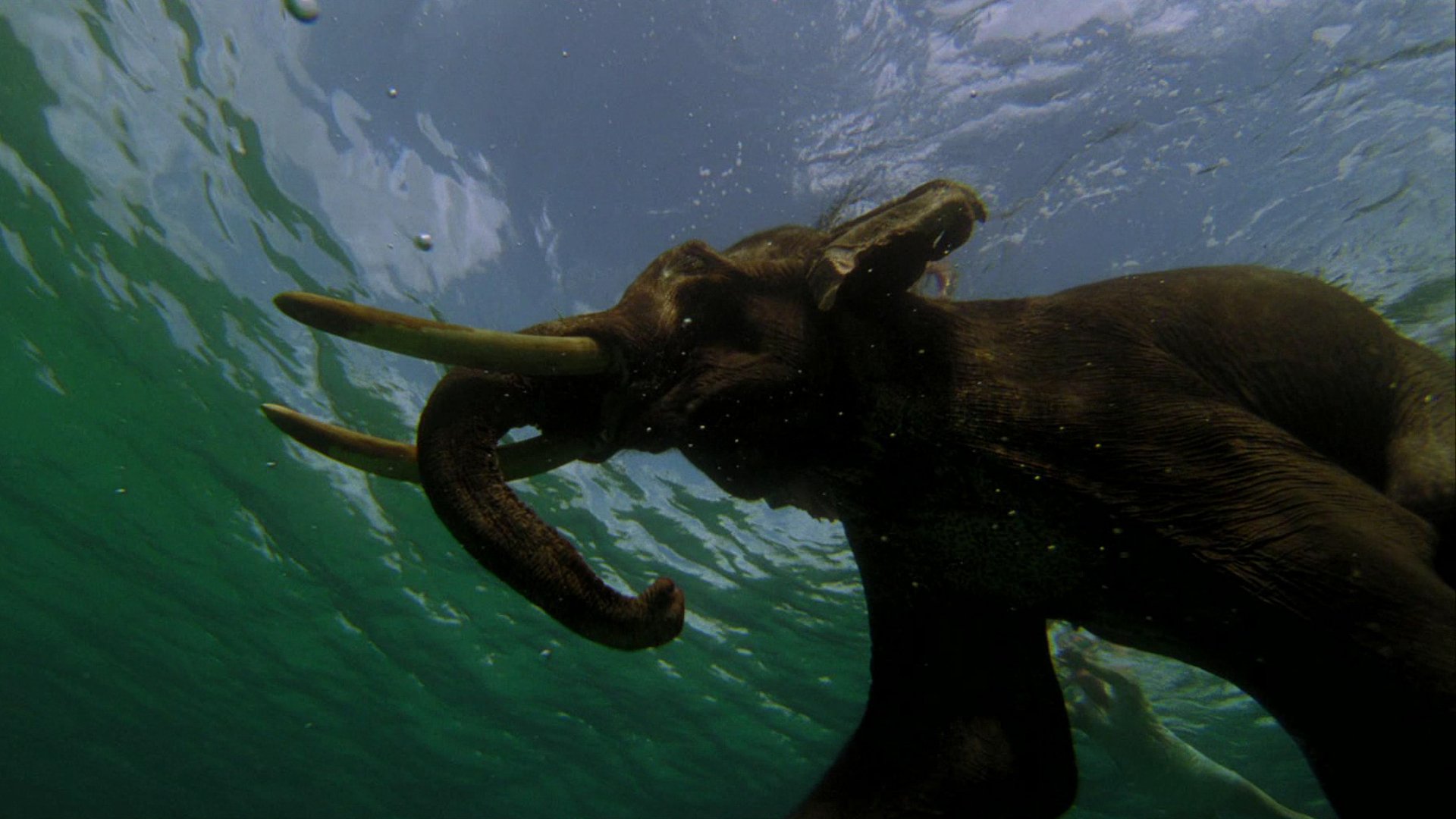 Download Movie The Fall HD Wallpaper