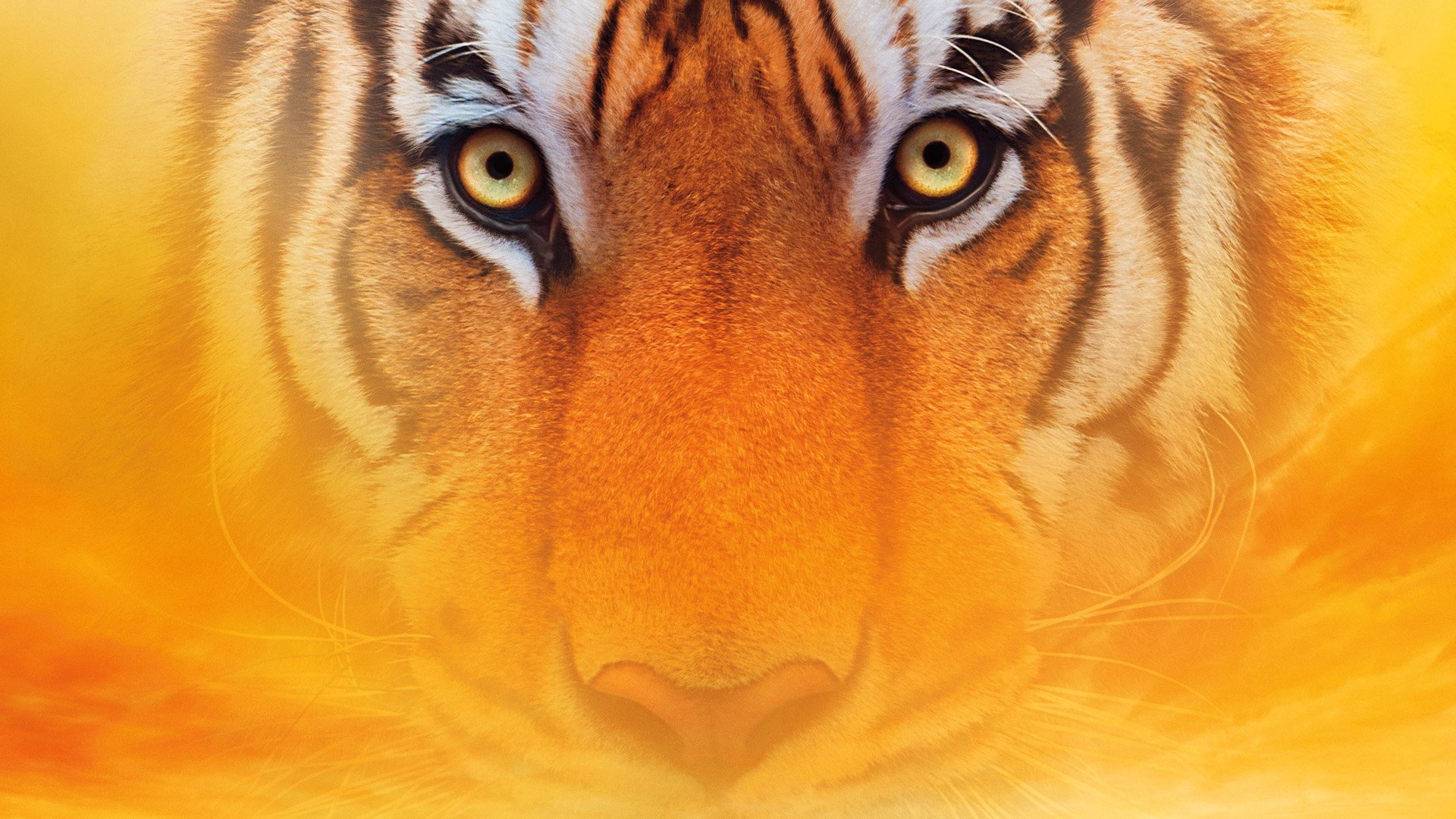 Close-up of a tiger's face emerging from golden mist — Life of Pi movie HD PC desktop wallpaper and background.