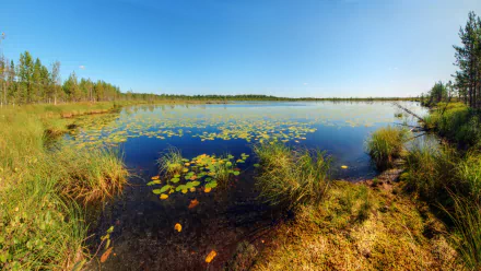 HD desktop wallpaper showcasing a tranquil swamp scene with calm water, floating lily pads, and surrounding greenery under a clear blue sky.