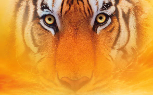 movie Life of Pi HD Desktop Wallpaper | Background Image