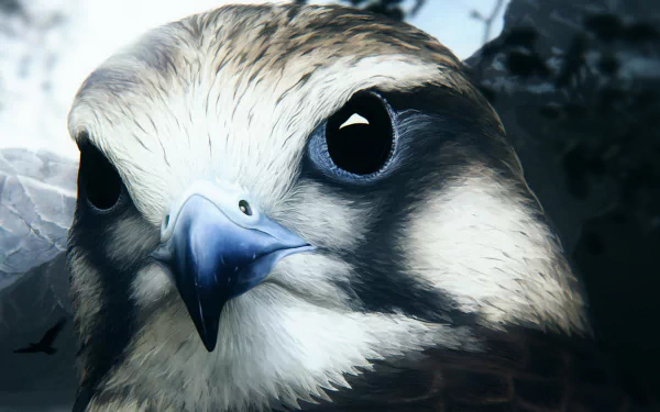 Animal hawk HD Desktop Wallpaper | Background Image