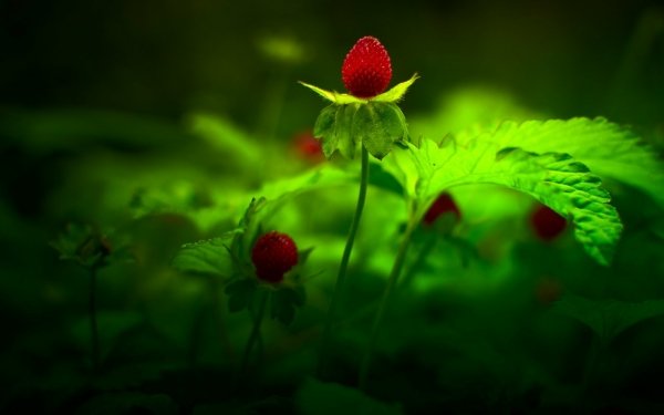 Nature Flower Flowers Strawberry HD Wallpaper | Background Image