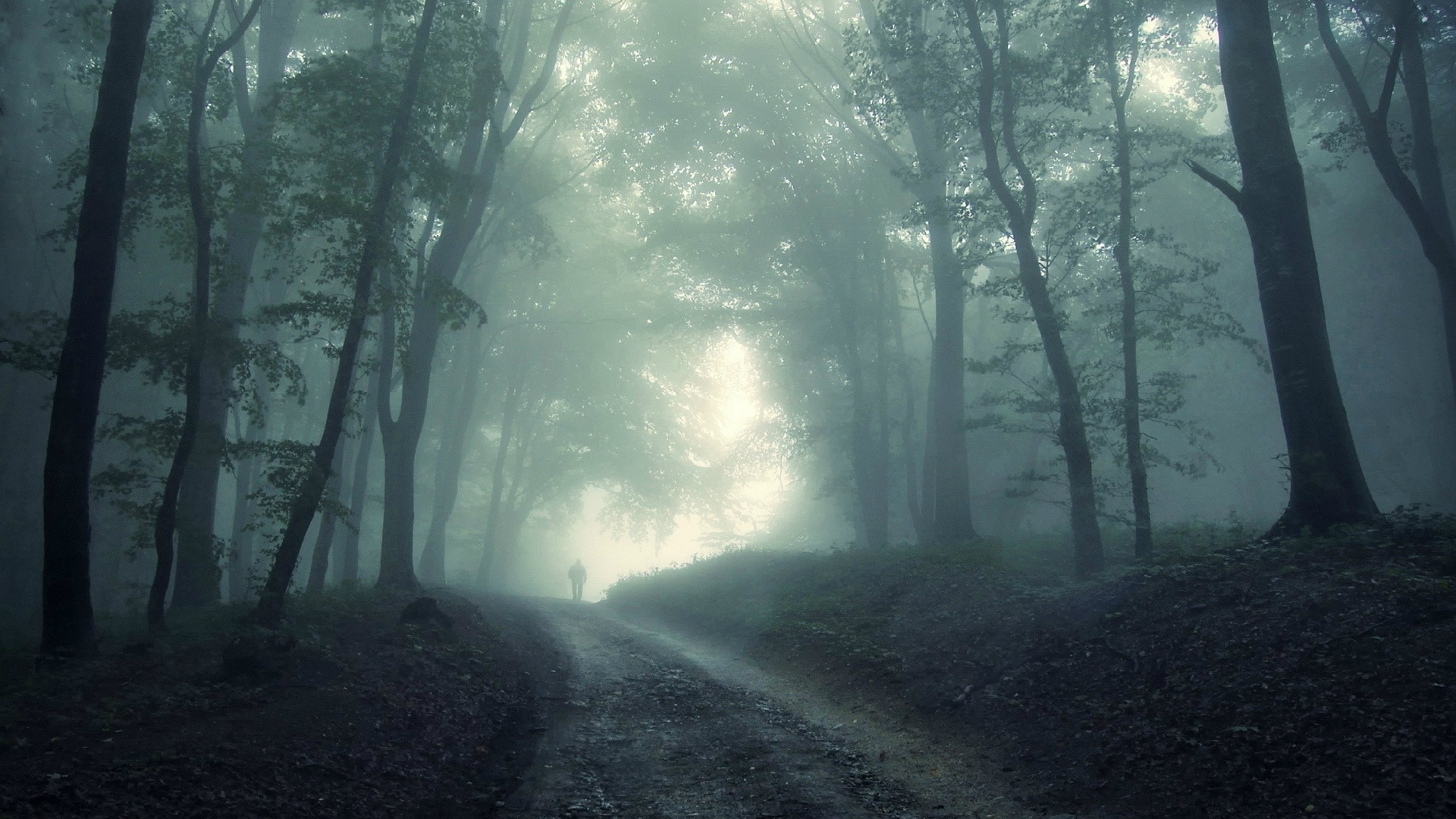 Mystic Shadows Dark Forest HD Wallpaper Mystic Shadows Dark Forest HD Wallpaper