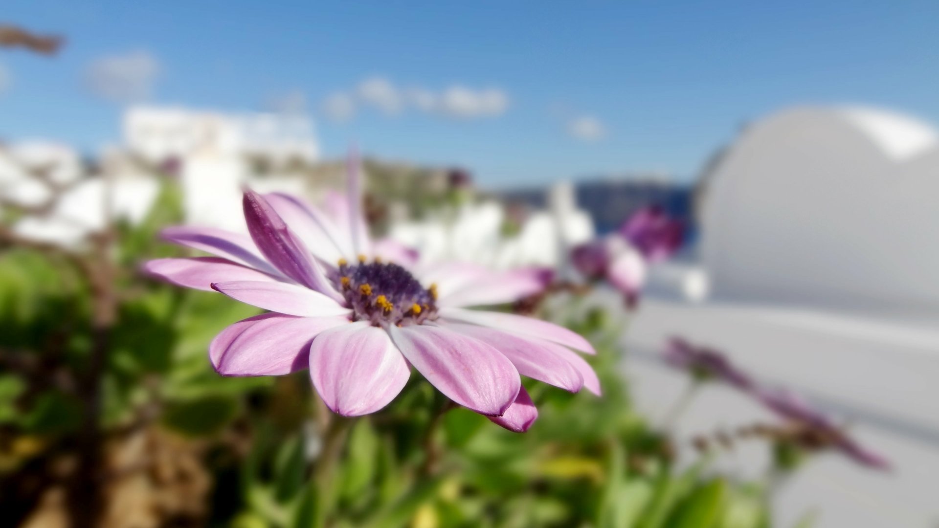 Download Daisy Nature 4k Ultra HD Wallpaper